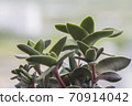 Flowerpot with crassula falcata. 70914042