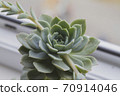 succulent echeveria stands on the windowsill 70914046