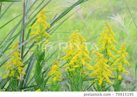 黃花 黃花 70915195