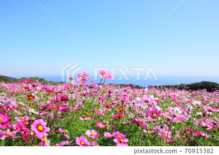 花季十月 花季十月 70915382