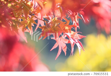 Autumn leaves dyed in ginkgo Autumn leaves dyed in ginkgo 70915531