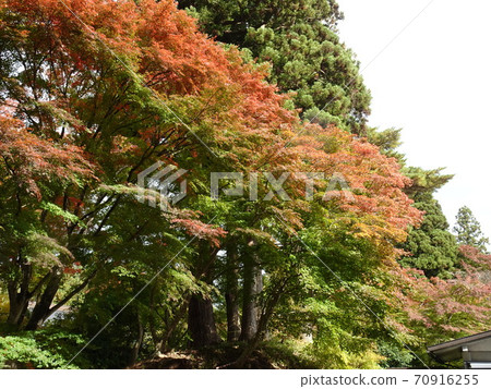 Chuson-ji Temple Autumn leaves 70916255
