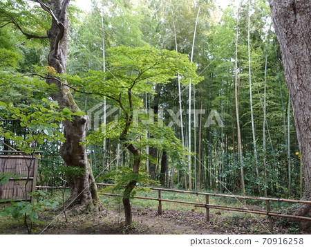 Blue maple Chusonji 70916258