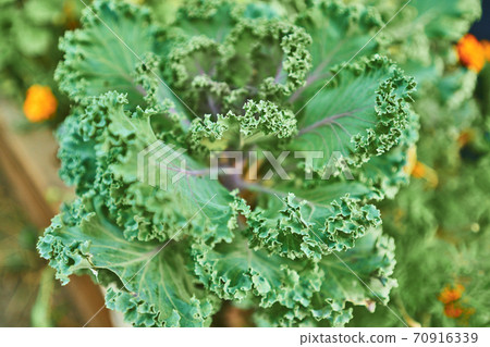 Close up view of kale cabbage leaves 70916339