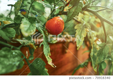 Red tomato with morning dew 70916340