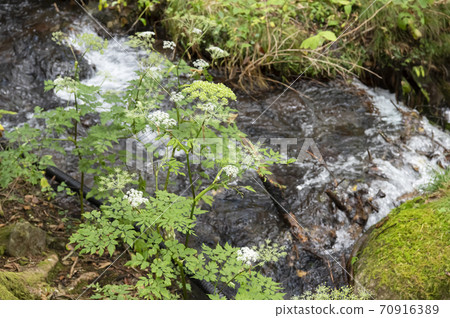山間溪流和植物 山間溪流和植物 70916389