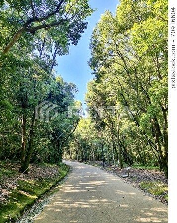 Tree trees Tree trees 70916604