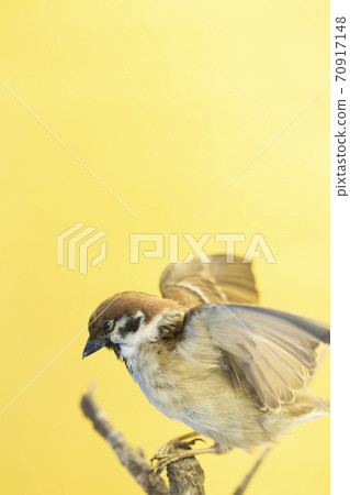 Bird sparrow stuffed vertical 70917148