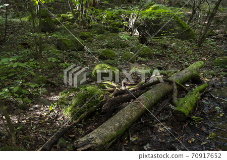 苔蘚生長在山上的倒下的樹上 苔蘚生長在山上的倒下的樹上 70917652