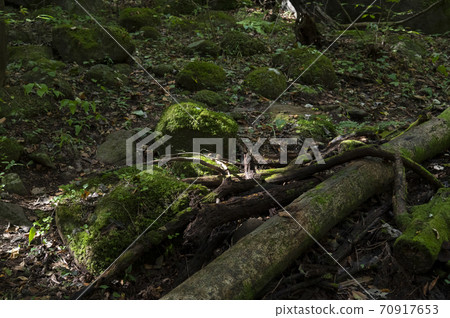 苔蘚生長在倒下的樹木和山區的石頭上 苔蘚生長在倒下的樹木和山區的石頭上 70917653