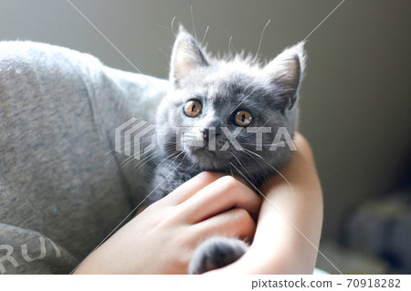 Child hugging a British Shorthair kitten 70918282