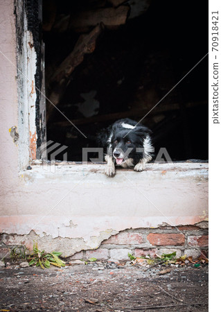 Border Collie Breed Rescue Dog Jumps Out Of Window 70918421
