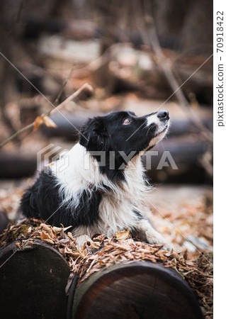 Border Collie dog lies on the logs in the autumn forest Border Collie dog lies on the logs in the autumn forest 70918422