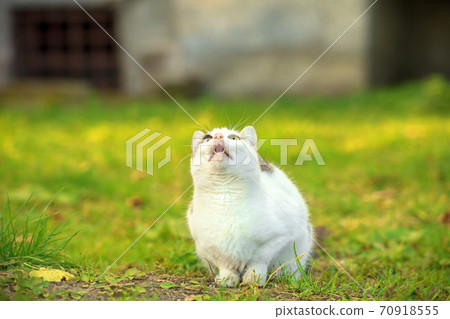 Funny cute cat with open mouth hunting in summer garden 70918555