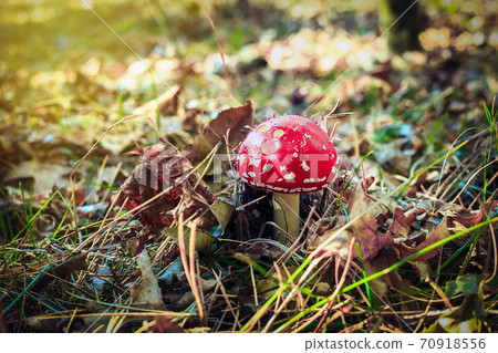 Red Amanita muscaria fungi mushroom in autumn forest Red Amanita muscaria fungi mushroom in autumn forest 70918556
