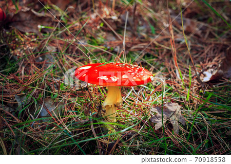 Red Amanita muscaria fungi mushroom in autumn forest Red Amanita muscaria fungi mushroom in autumn forest 70918558