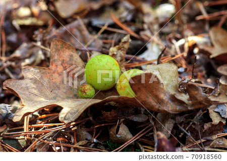 Galls Cynips quercusfolii disease on oak leaf in forest 70918560