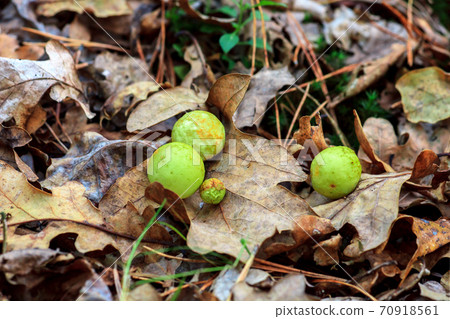 Galls Cynips quercusfolii disease on oak leaf in forest Galls Cynips quercusfolii disease on oak leaf in forest 70918561