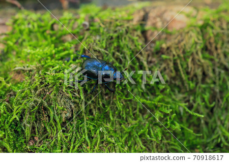 Blue metallic earth-boring dung beetle in green moss, selective focus Blue metallic earth-boring dung beetle in green moss, selective focus 70918617