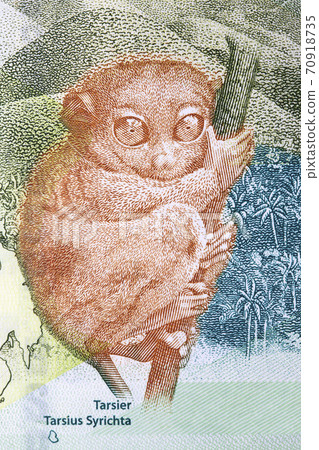 Philippine tarsier a portrait from money Philippine tarsier a portrait from money 70918735