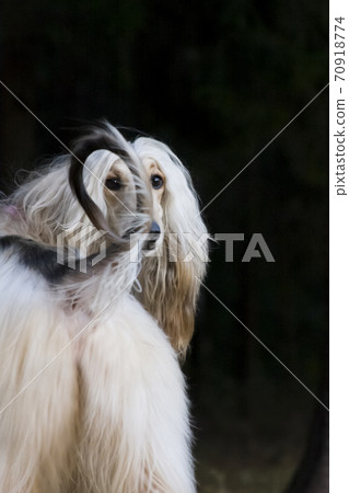 Afghan dog turned around and looks through the tail 70918774