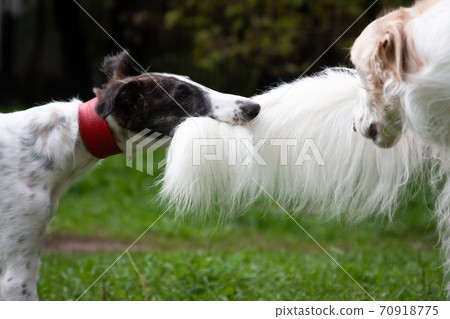 puppy grabbed his mom by the tail 70918775