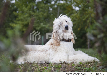Afghan hound dog lies among nature Afghan hound dog lies among nature 70918777