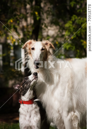 A family of dogs Russian Borzoi canine walking together A family of dogs Russian Borzoi canine walking together 70918778