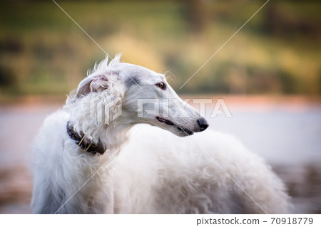 Portrait of a white dog breed Russian canine borzoi Portrait of a white dog breed Russian canine borzoi 70918779