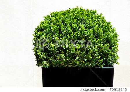 Green leafy artificial oval form bush in a black plastic pot on the background of a light stone wall. Green leafy artificial oval form bush in a black plastic pot on the background of a light stone wall. 70918843