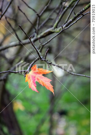 Alone autumn leaf of silver maple on twig, nature background Alone autumn leaf of silver maple on twig, nature background 70919015