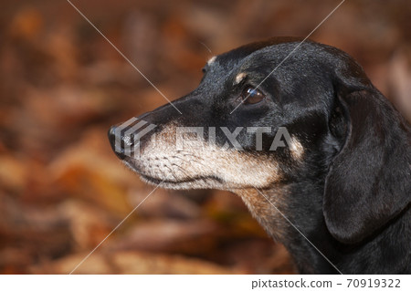 image of dog autumn leaf image of dog autumn leaf 70919322