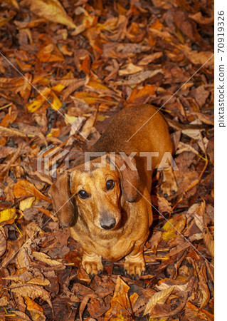 image of dog autumn leaf image of dog autumn leaf 70919326