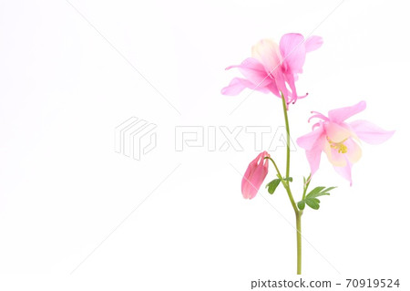 Miyama columbine columbine red flower pink flower wild grass white background Miyama columbine columbine red flower pink flower wild grass white background 70919524