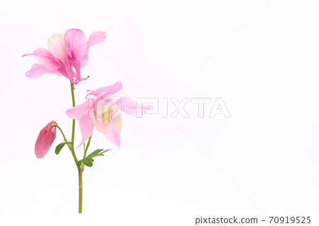 Miyama Ryokan Odamaki紅色花粉色花Yamanogusa白色背景 70919525