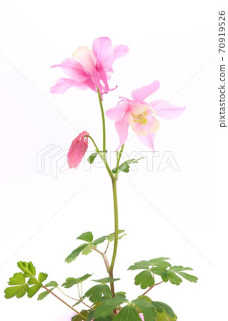 Miyama columbine columbine red flower pink flower wild grass white background 70919526