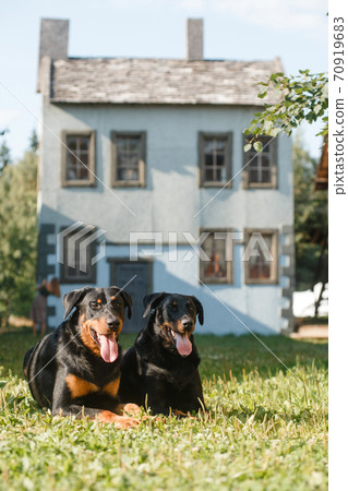 two black large dog breed Beauceron (French Shepherd) lie against the backdrop of an old house 70919683