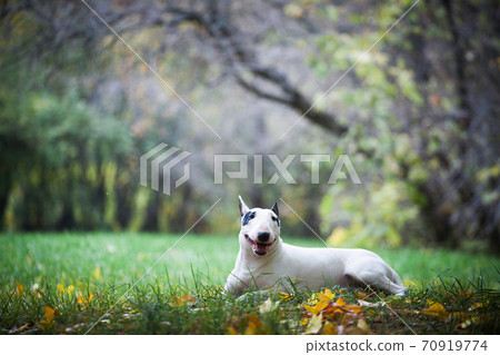 white bullterrier breed dog with a black spot near the eye 70919774