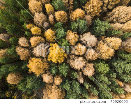 Aerial photo of colorful forest in autumn season. Yellow and green trees 70920093