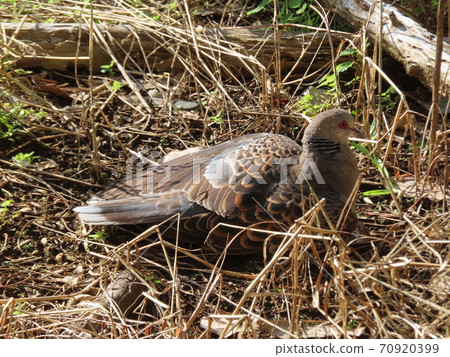 Turtle dove sunbathing 70920399