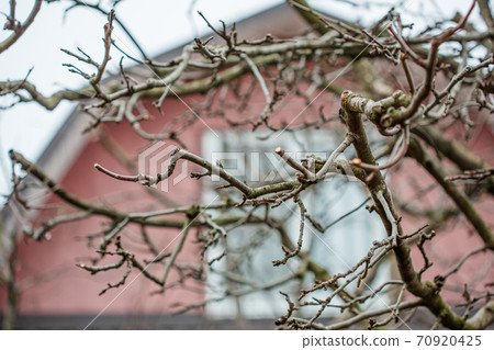 Pruning a apple tree with garden secateurs in winter. Fruit, protective. 70920425