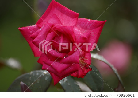 Arao City Ominous Citizen Flower Bed Rose Flower, 70920601
