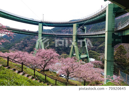 靜岡縣伊豆/川津櫻和川津七at環橋（川津高橋） 70920645
