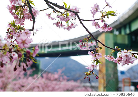 靜岡縣伊豆/川津櫻和川津七at環橋（川津高橋） 70920646