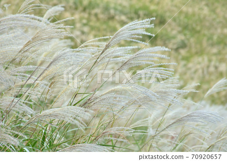 細野高原 70920657