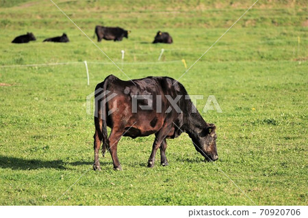 Japanese beef Japanese beef 70920706