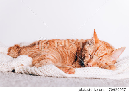 Cute ginger cat in xmas hat 70920957