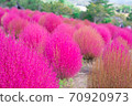 Kokia (pink) 70920973