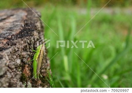 Hanenagayinago Hanenagayinago 70920997