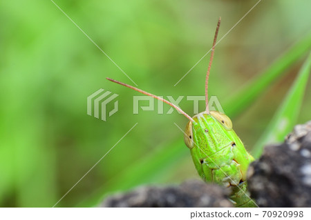 Hanenagayinago 70920998